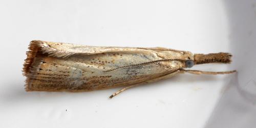 Réf. 327 957 : Agriphila straminella
